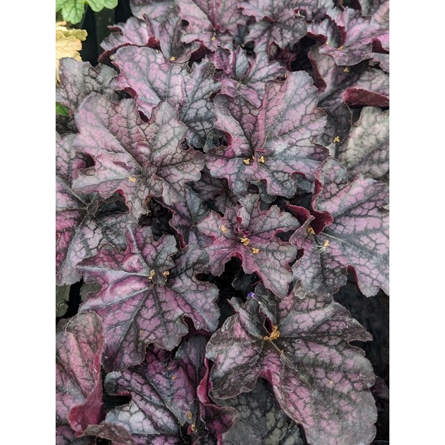 Coral bells