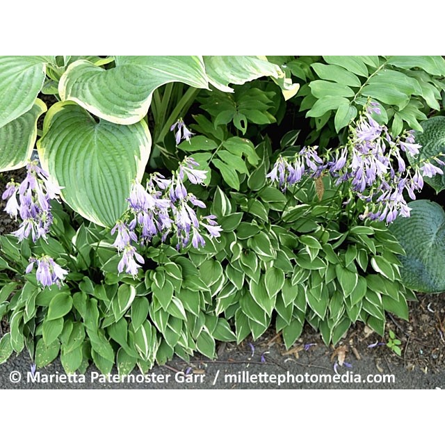 Hosta