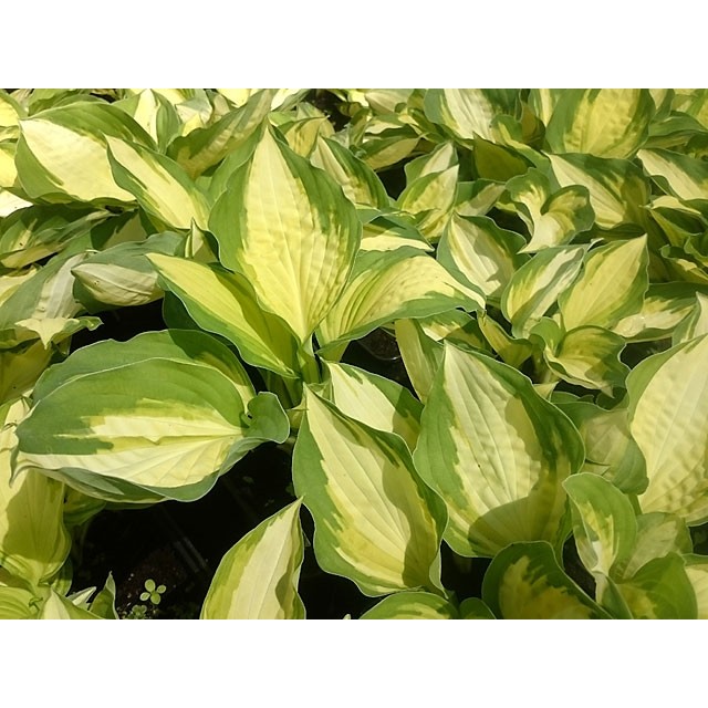 Hosta