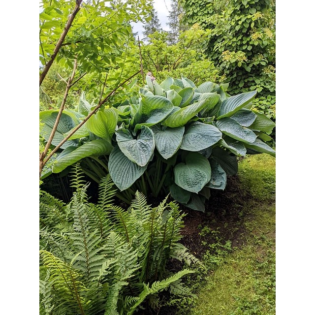 Hosta