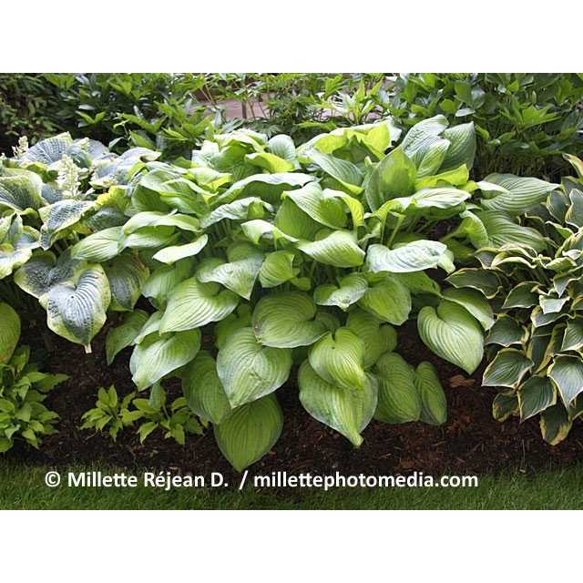 Hosta
