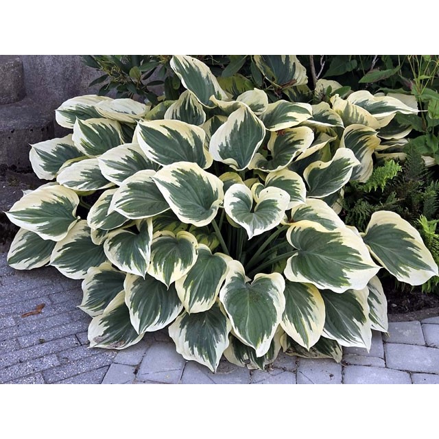 Hosta