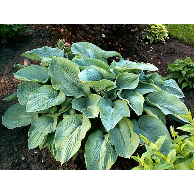 Hosta