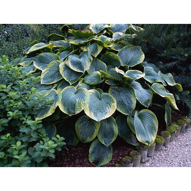 Hosta