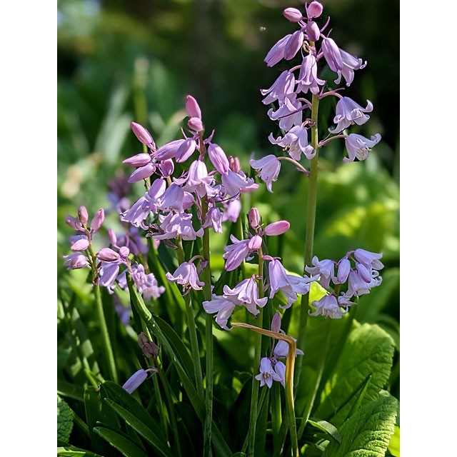 Spanish bluebells