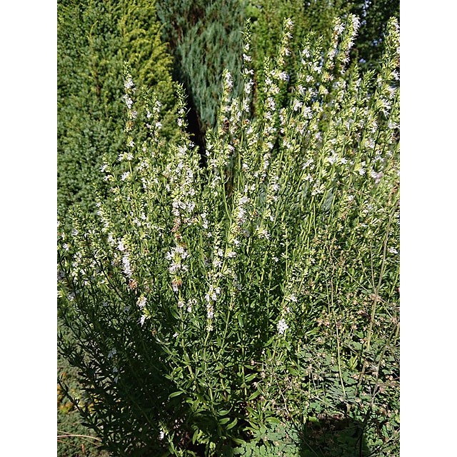 Hyssop