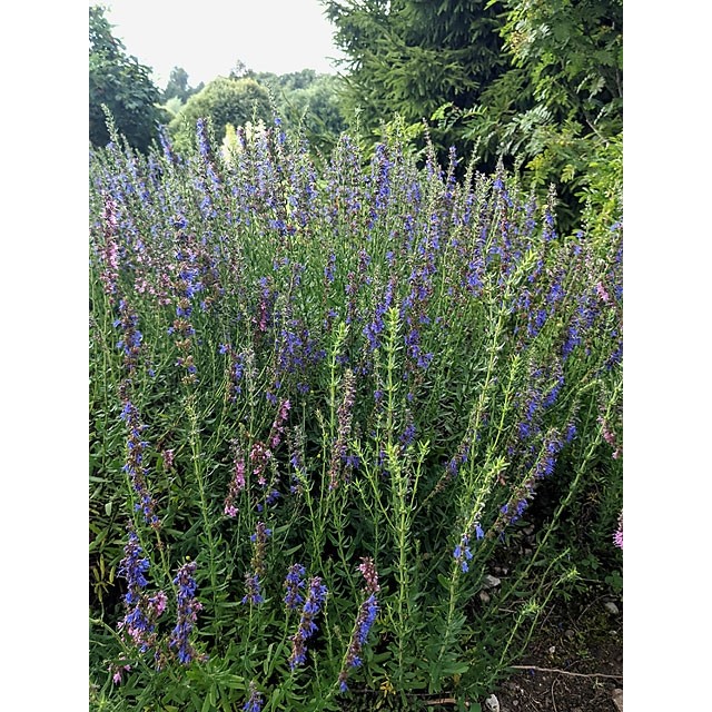 Dwarf hyssop