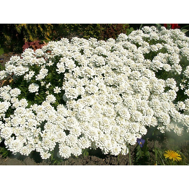 Evergreen candytuft