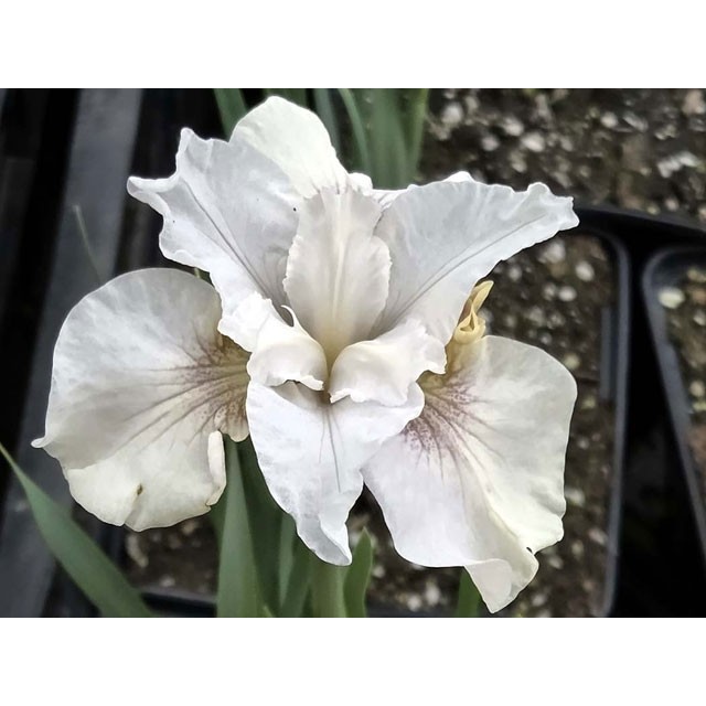 Siberian iris