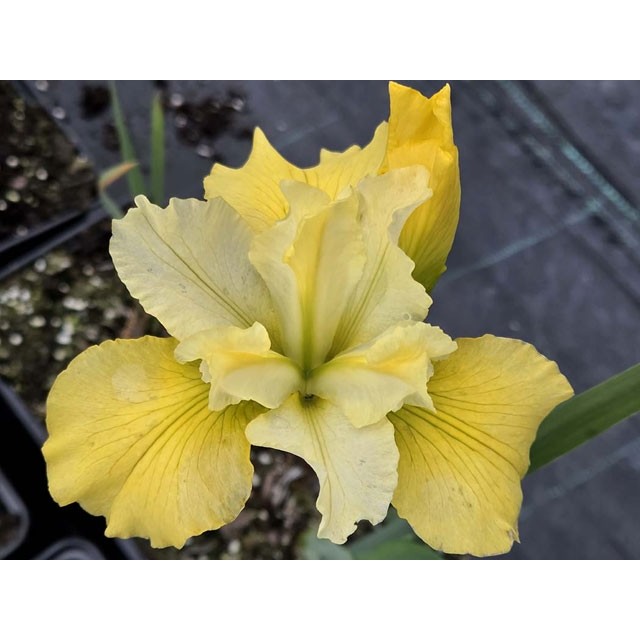 Siberian iris