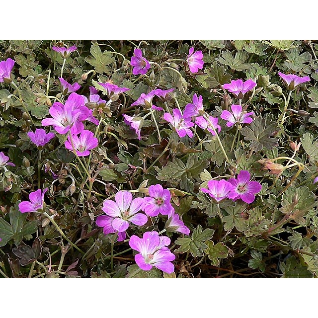 Cranesbill