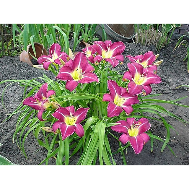 Daylily