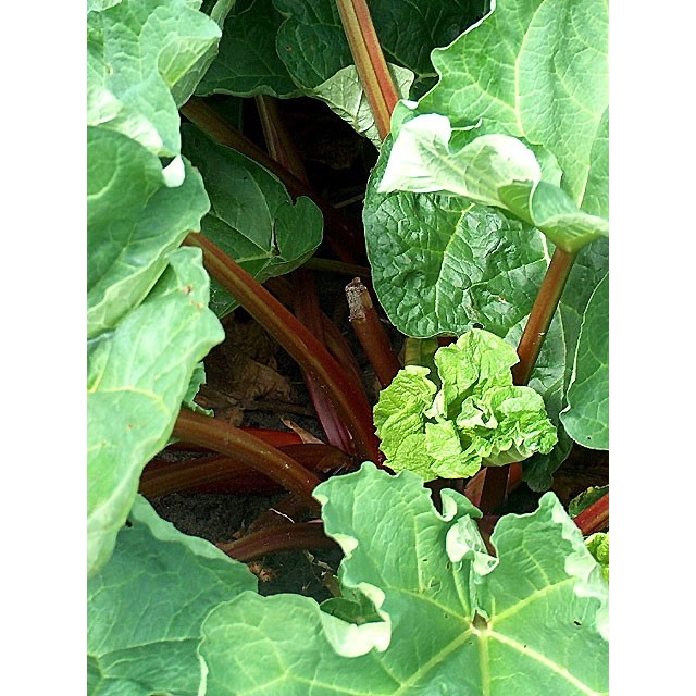 Garden rhubarb