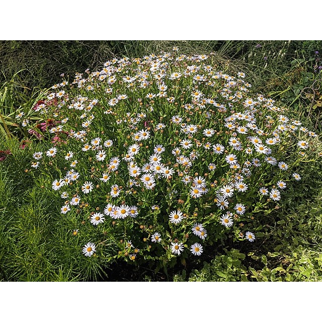 Korean Aster, kalimeris