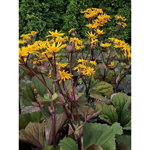 Ligularia, Golden groundsel