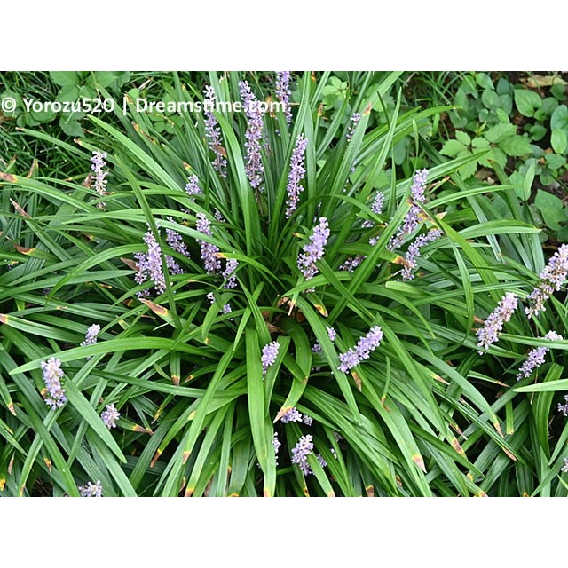 Lily turf