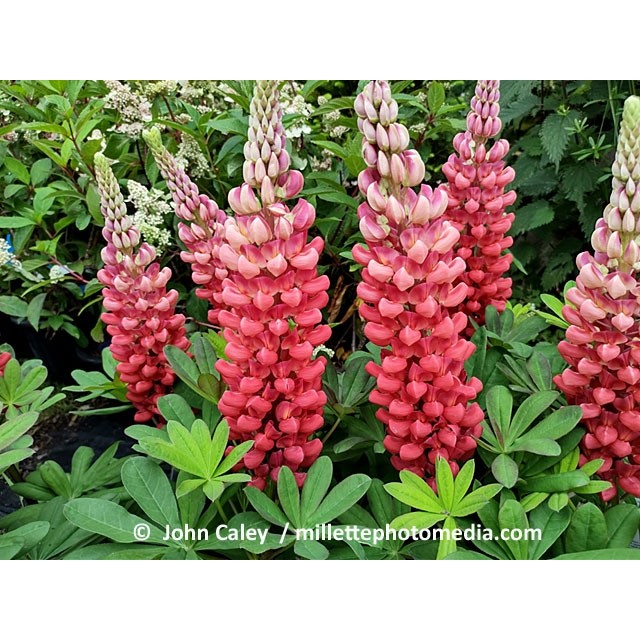 Lupin