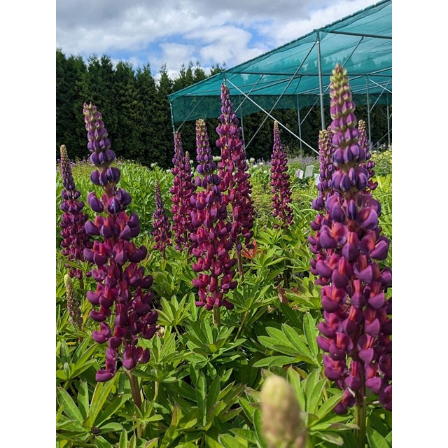 Lupin