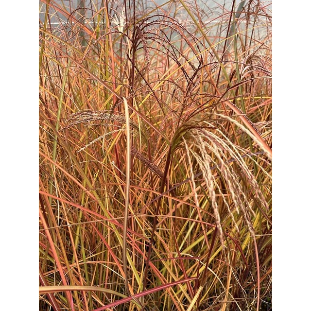 Maiden grass, Chinese silver grass