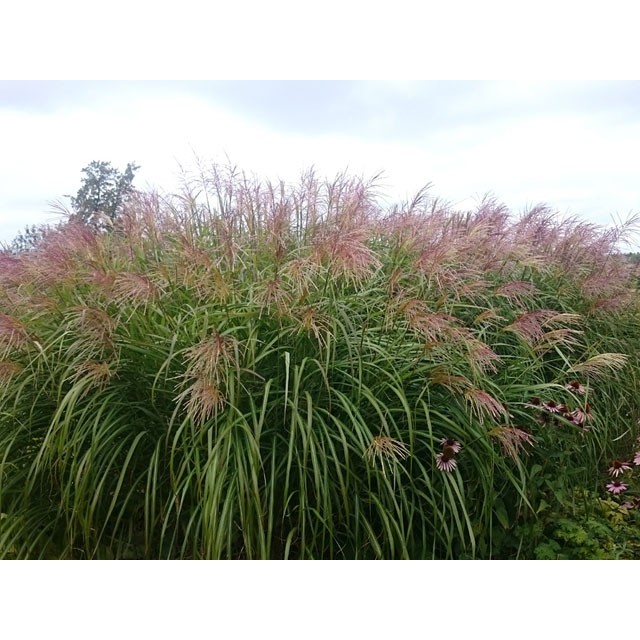 Maiden grass, Chinese silver grass
