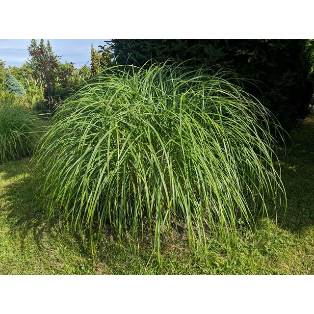 Maiden grass, Chinese silver grass
