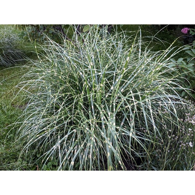Maiden grass, Chinese silver grass