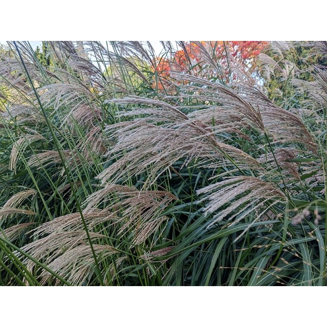Maiden grass, Chinese silver grass