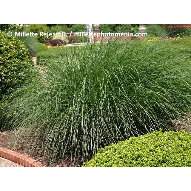 Maiden grass, Chinese silver grass