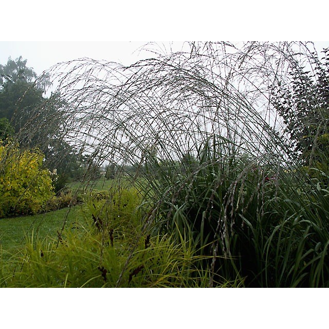 Tall moor grass