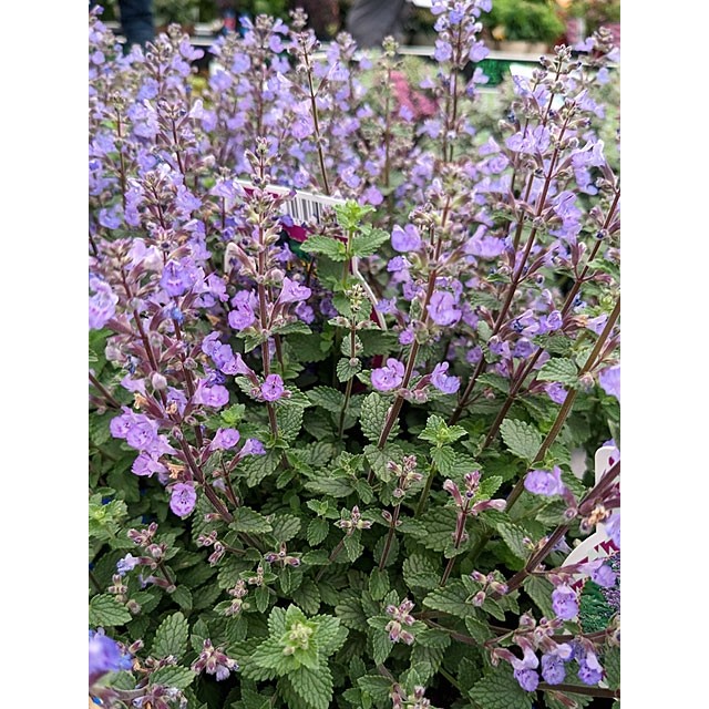 Catmint