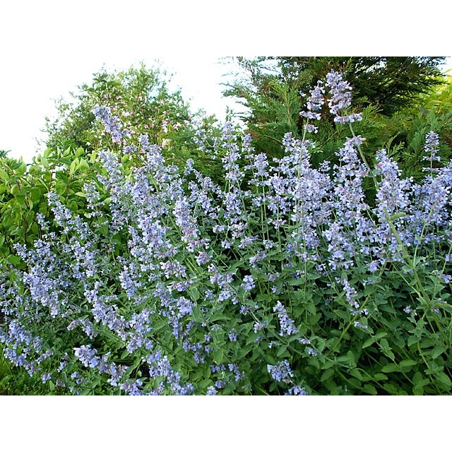 Catmint