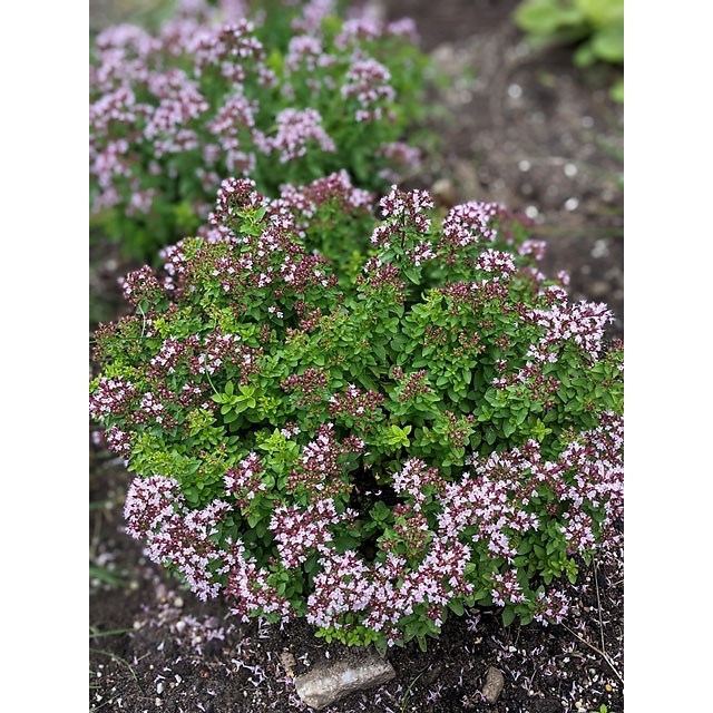 Dwarf oregano