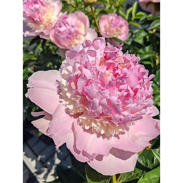 Peony
