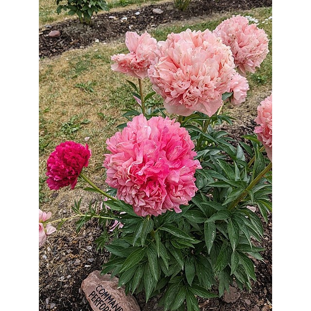 Peony