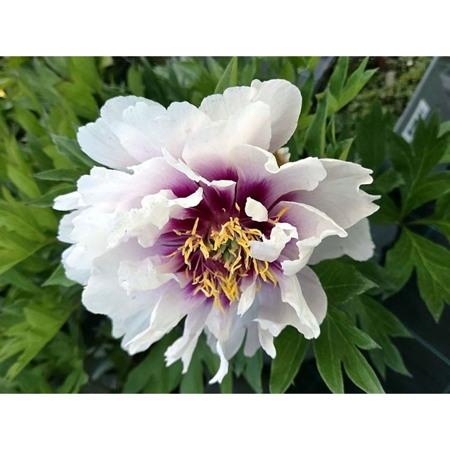 Peony