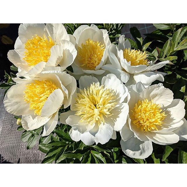 Peony