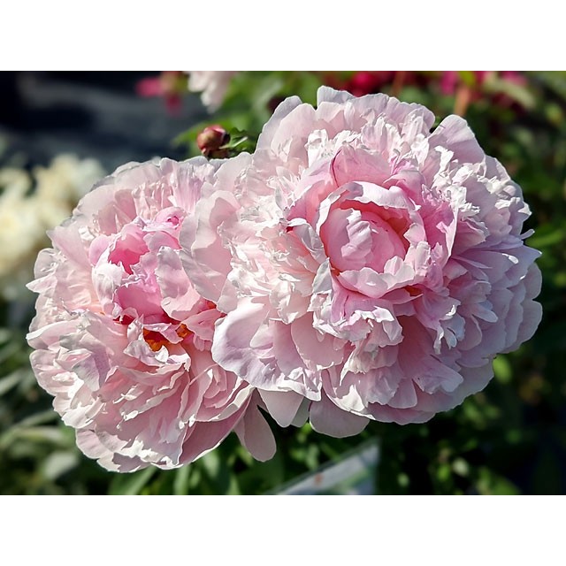 Peony