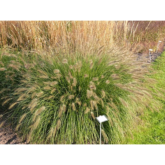 Fountain grass