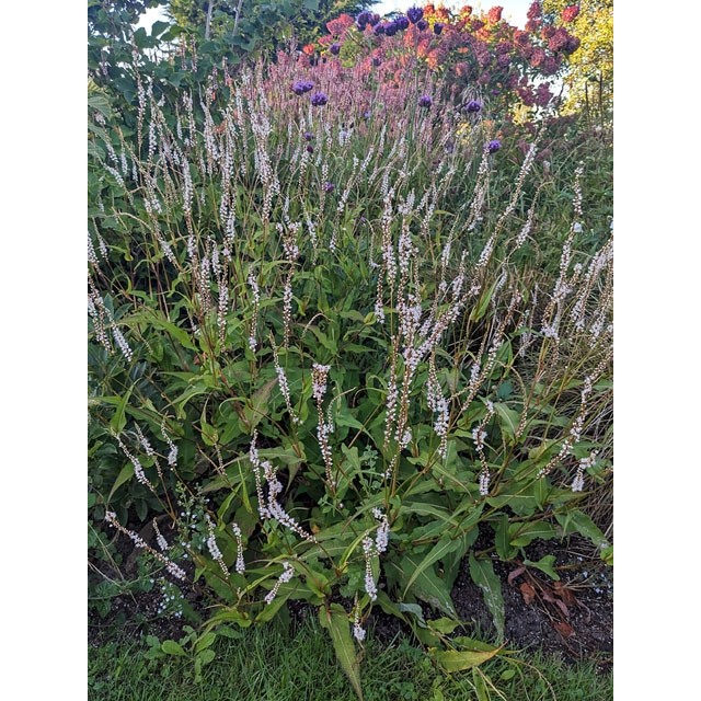 Mountain fleeceflower