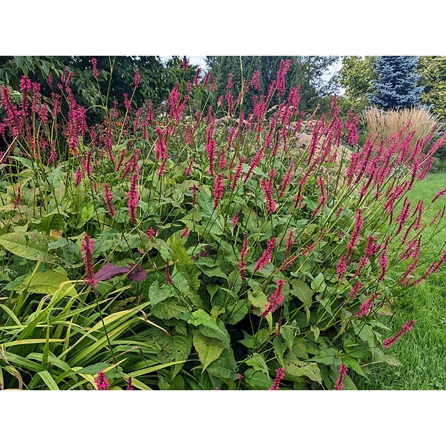 Mountain fleeceflower