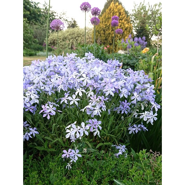Woodland phlox
