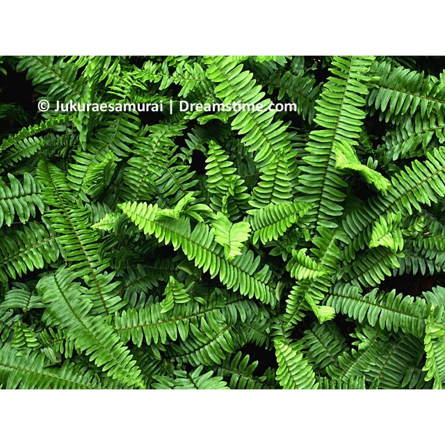 Western sword fern