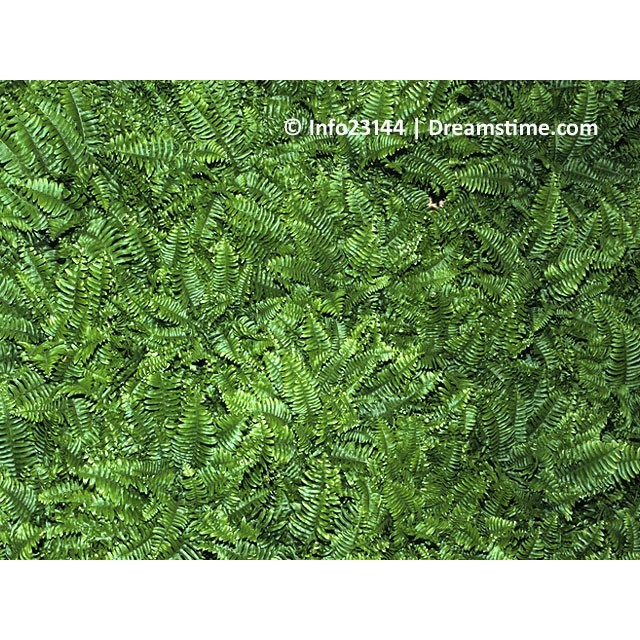 Tassel fern