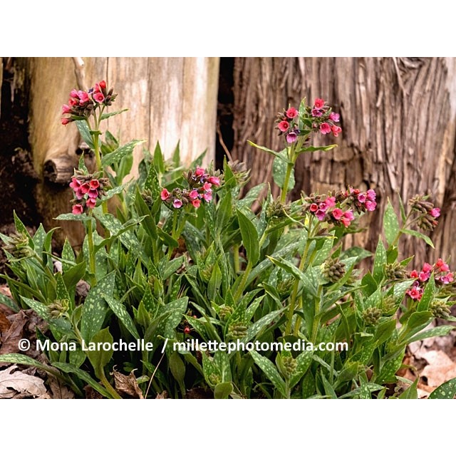 Lungwort