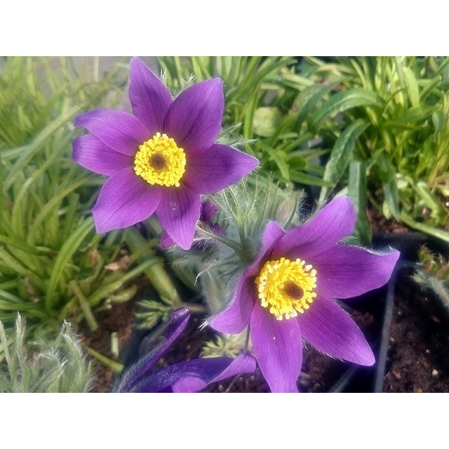 Pasque flower
