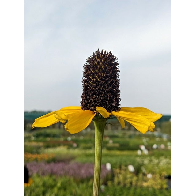 Black-Eyed Susan