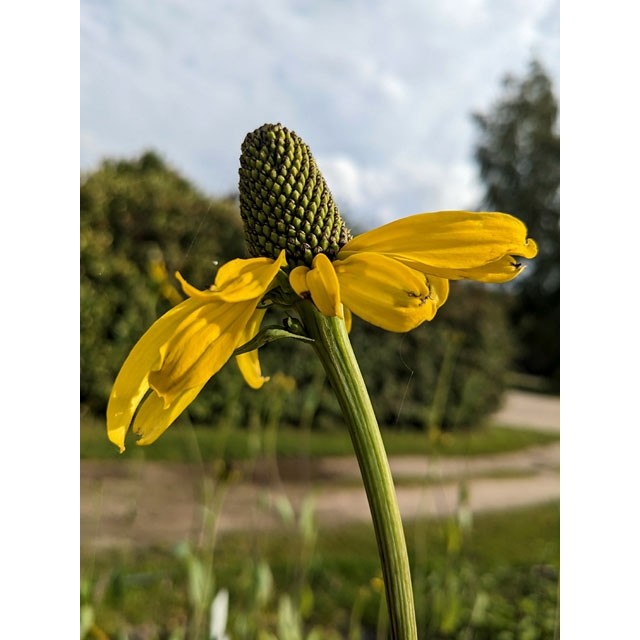 Black-Eyed Susan