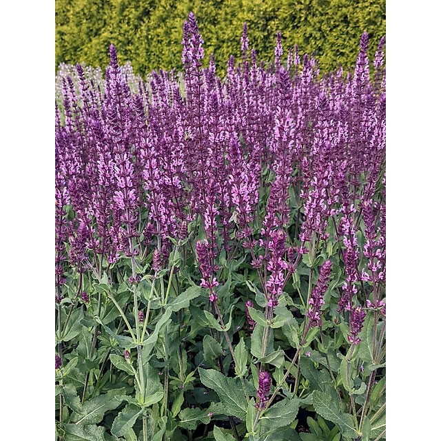 Meadow sage
