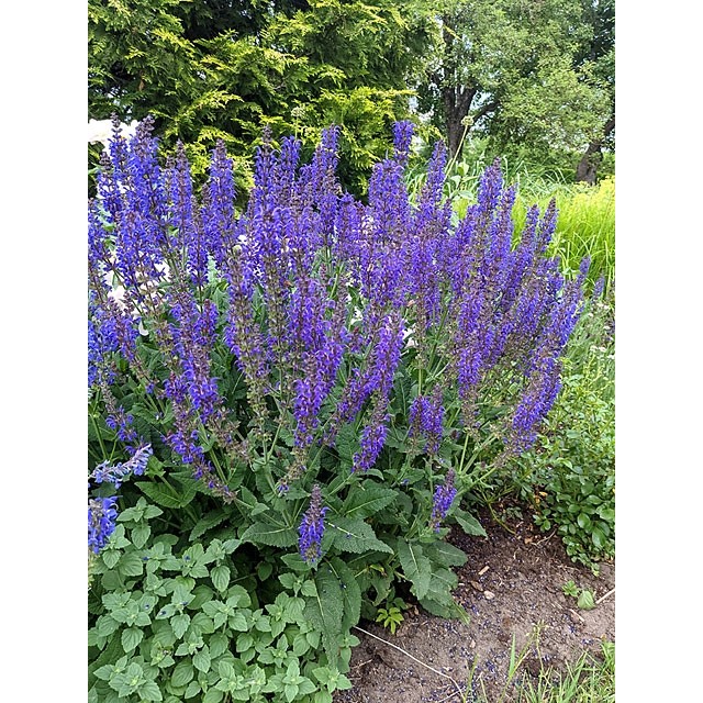 Meadow Sage