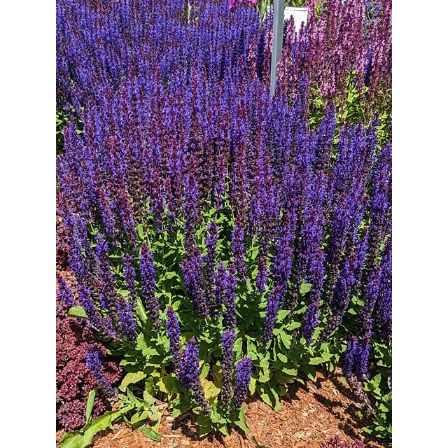 Meadow sage